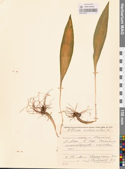 MAG 0012917