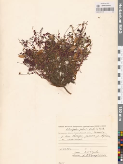 MAG 0013174