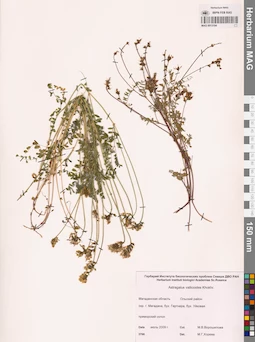 MAG 0013194