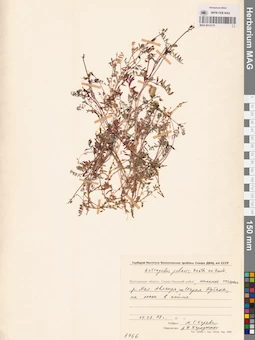 MAG 0013175