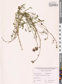 MAG 0013195