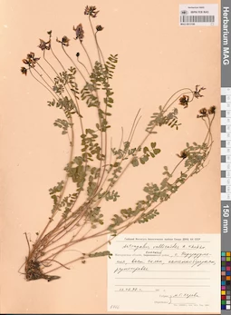MAG 0013196
