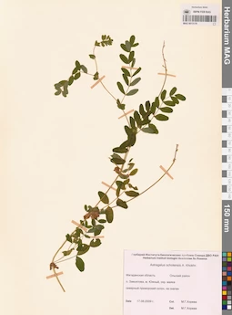 MAG 0013179