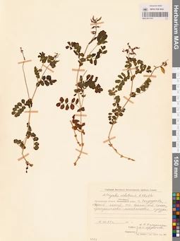 MAG 0013181