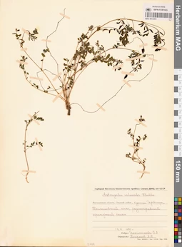MAG 0013203