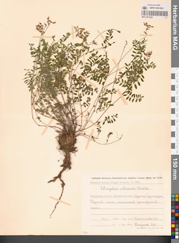 MAG 0013204