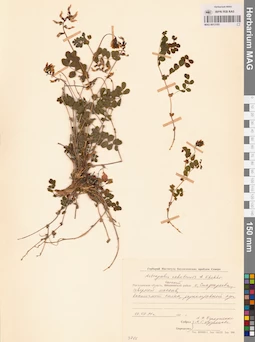MAG 0013185