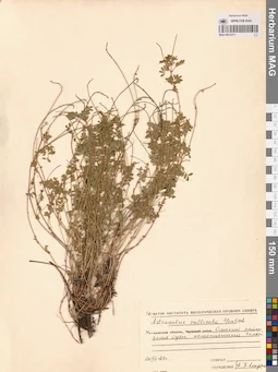 MAG 0013211