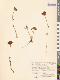 MAG 0013069