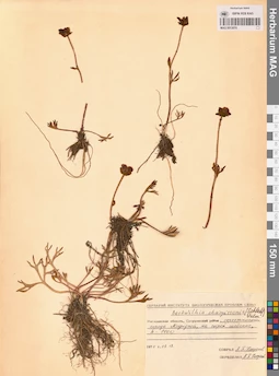 MAG 0013070