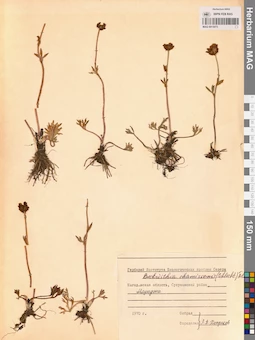 MAG 0013073