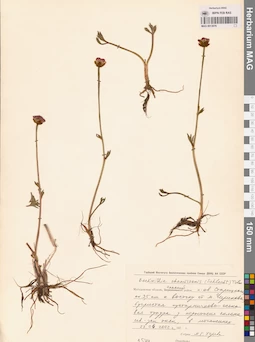 MAG 0013076