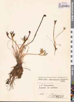 MAG 0013078