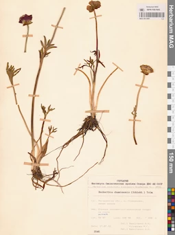 MAG 0013081