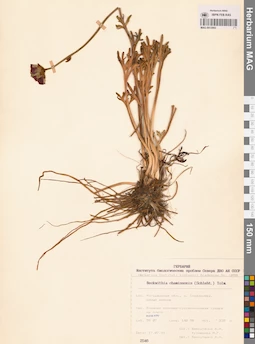 MAG 0013083