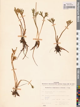 MAG 0013084
