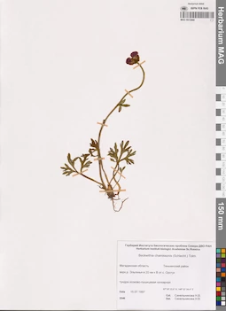MAG 0013940