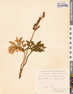 MAG 0002378