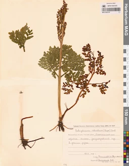 MAG 0002379