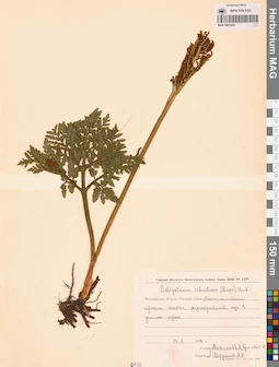 MAG 0002380