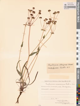 MAG 0013313