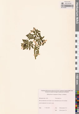MAG 0002382