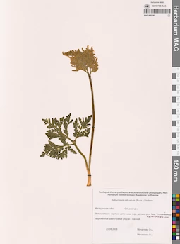 MAG 0002383