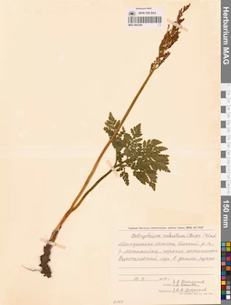 MAG 0002384
