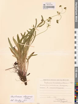 MAG 0013316