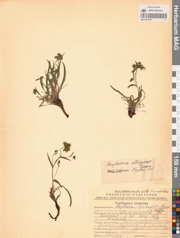 MAG 0013318