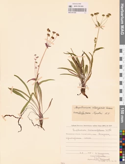 MAG 0013320
