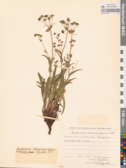 MAG 0013321