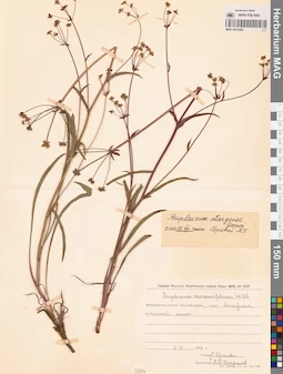 MAG 0013324