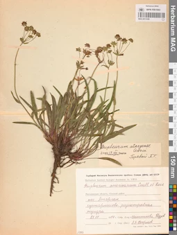 MAG 0013329