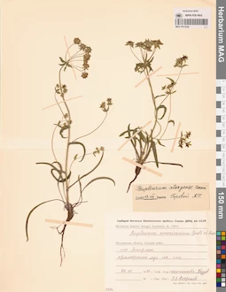 MAG 0013332