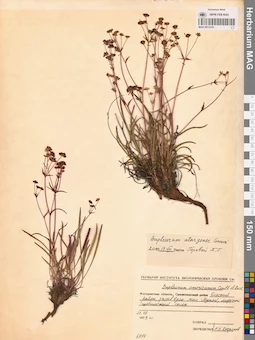 MAG 0013335