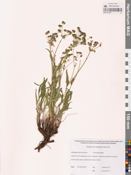 MAG 0013347