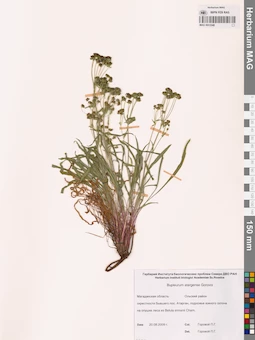 MAG 0013348