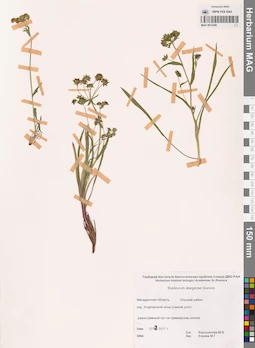 MAG 0013349