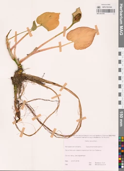 MAG 0012794