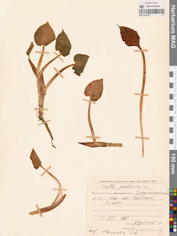 MAG 0012795