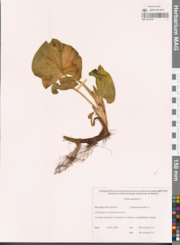 MAG 0012796