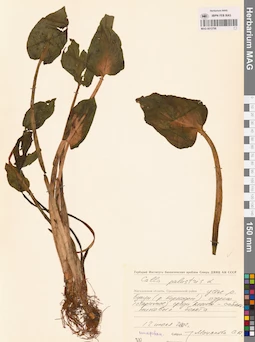 MAG 0012798