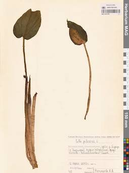 MAG 0012799