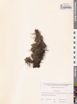 MAG 0013426