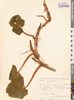 MAG 0012801