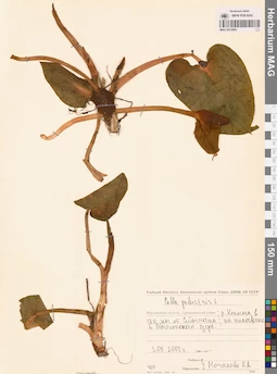 MAG 0012802