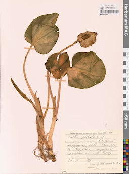 MAG 0012803
