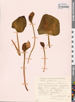 MAG 0012804