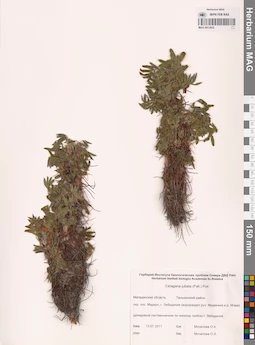 MAG 0013432